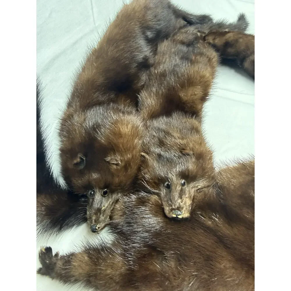 Vintage 4 Mink Fur Stole Pelts Scarfs Heads Full Body Taxidermy 1940s 1950s